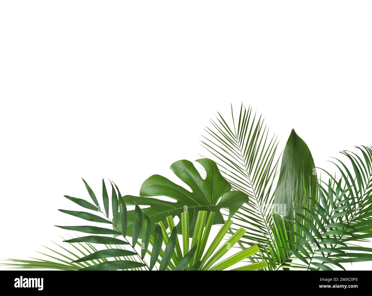 Set of different lush tropical leaves on white background Stock Photo