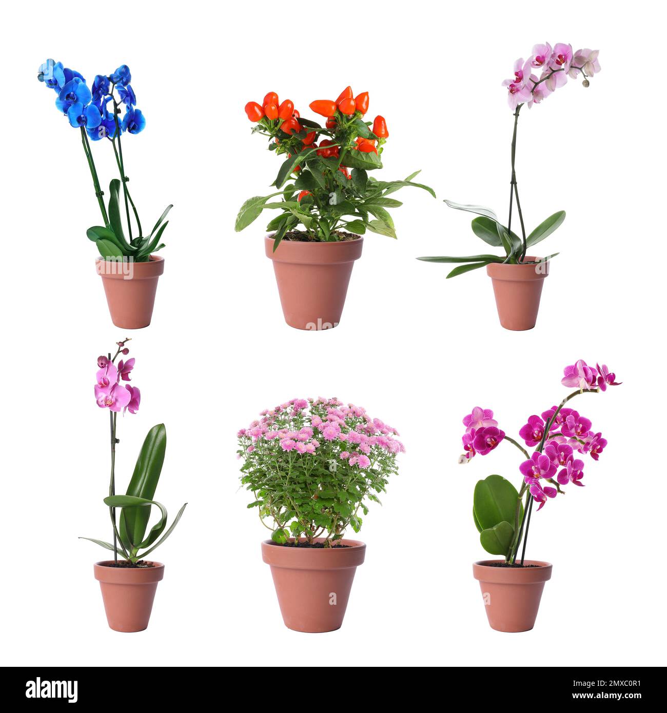 Set of different blooming plants in flower pots on white background Stock Photo
