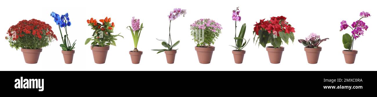 Set of different blooming plants in flower pots on white background. Banner design Stock Photo