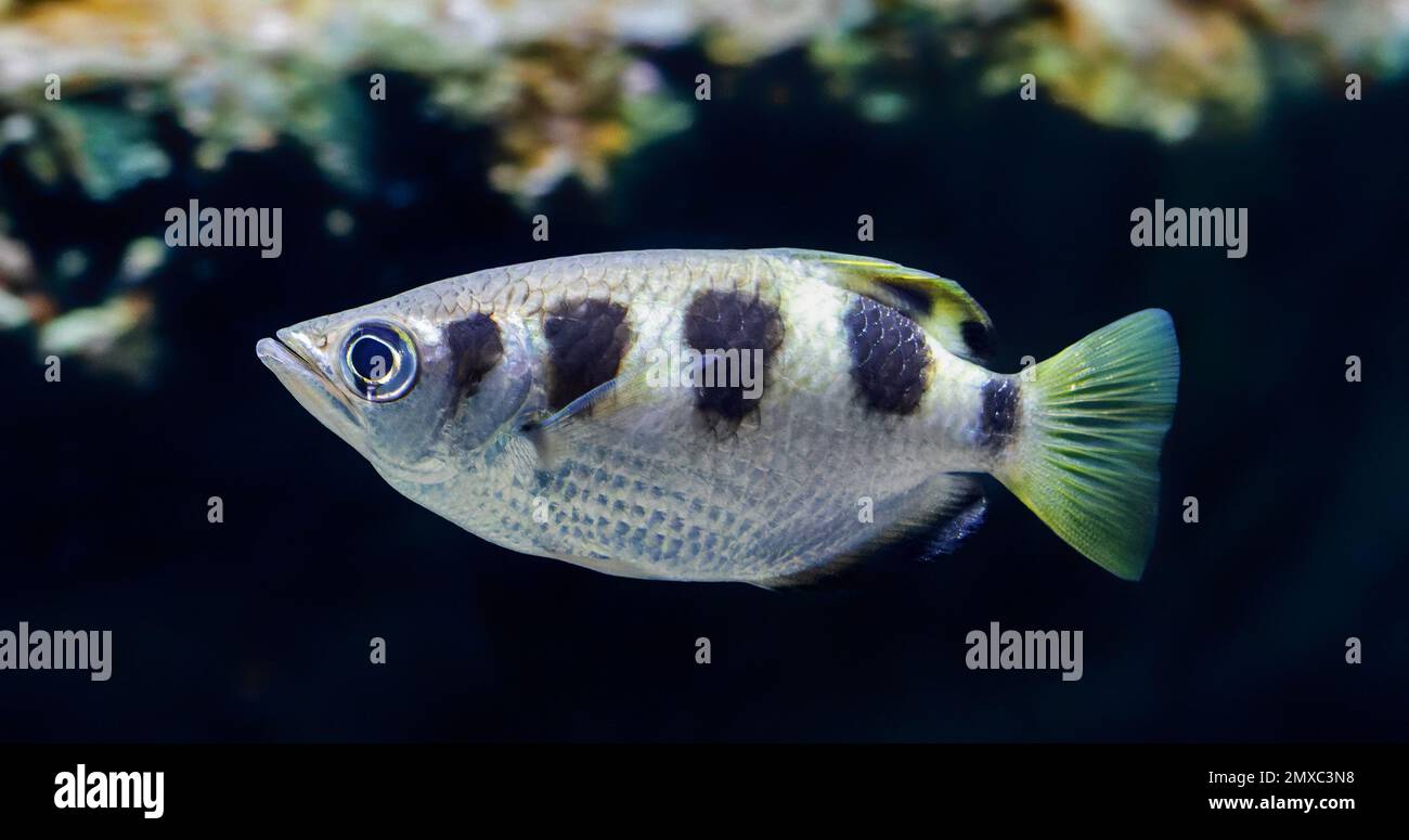 Close-up view of a Banded Archerfish (Toxotes jaculatrix) Stock Photo