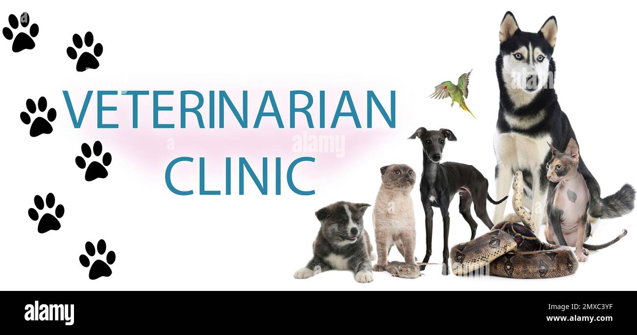 Group of different cute pets and text VETERINARIAN CLINIC on white background. Banner design Stock Photo