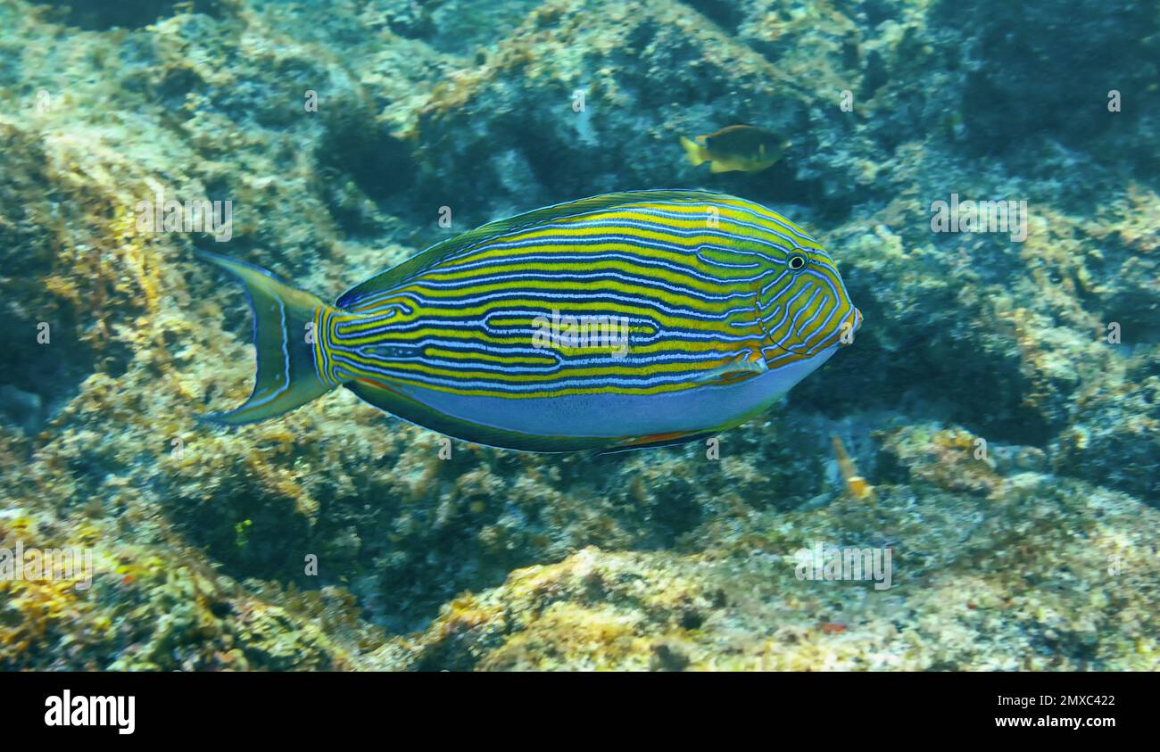 Close-up view of a lined surgeonfish (Acanthurus lineatus) near Island St Pierre - Seychelles Stock Photo