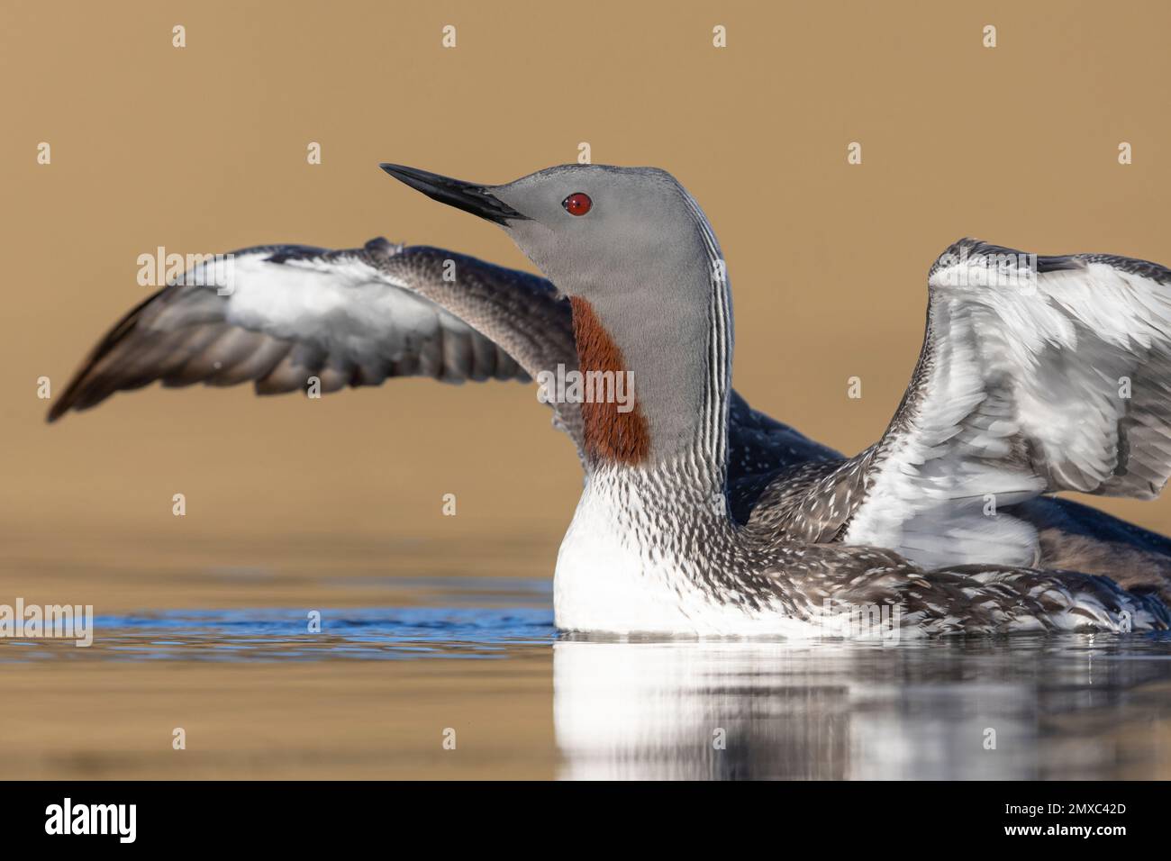 Red-throated Loon (Gavia stellata), close-up of an adult in breeding plumage, Western Region, Iceland Stock Photo