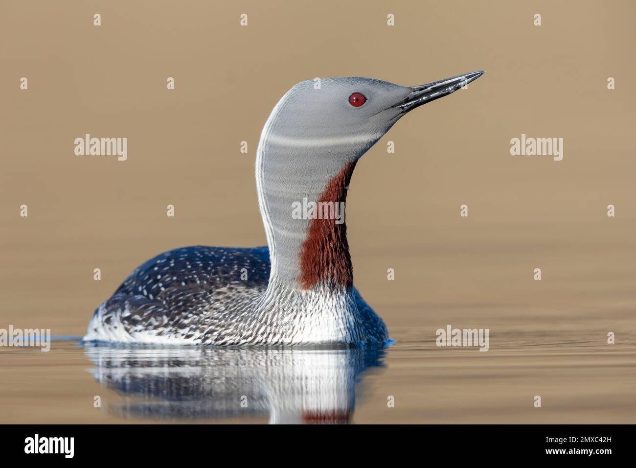 Red-throated Loon (Gavia stellata), front view of an adult in breeding plumage, Western Region, Iceland Stock Photo