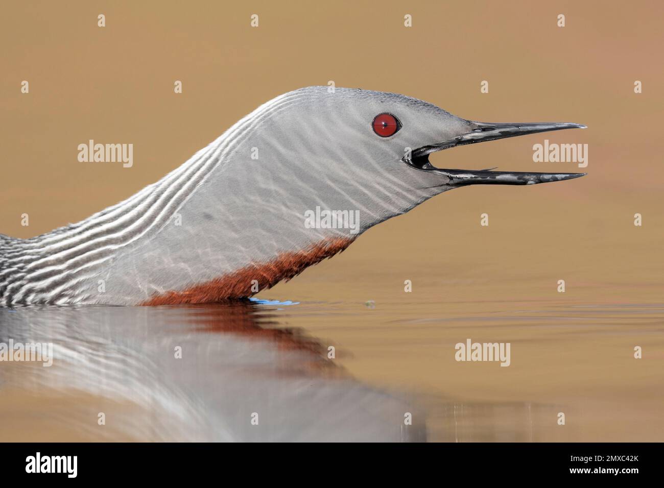 Red-throated Loon (Gavia stellata), close-up of an adult in breeding plumage, Western Region, Iceland Stock Photo