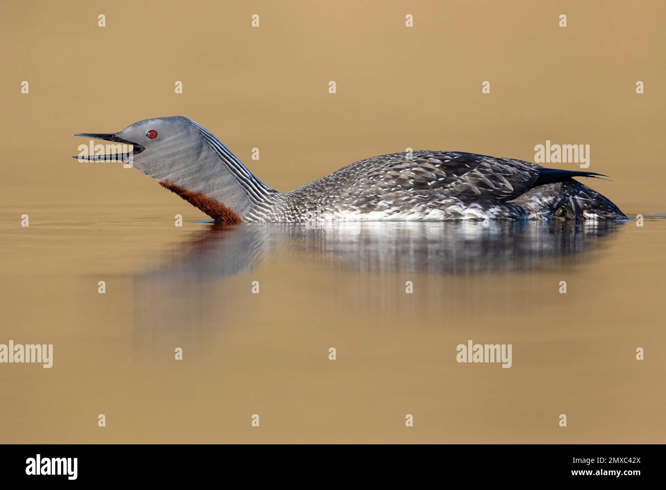 Red-throated Loon (Gavia stellata), sideview of an adult in breeding plumage, Western Region, Iceland Stock Photo