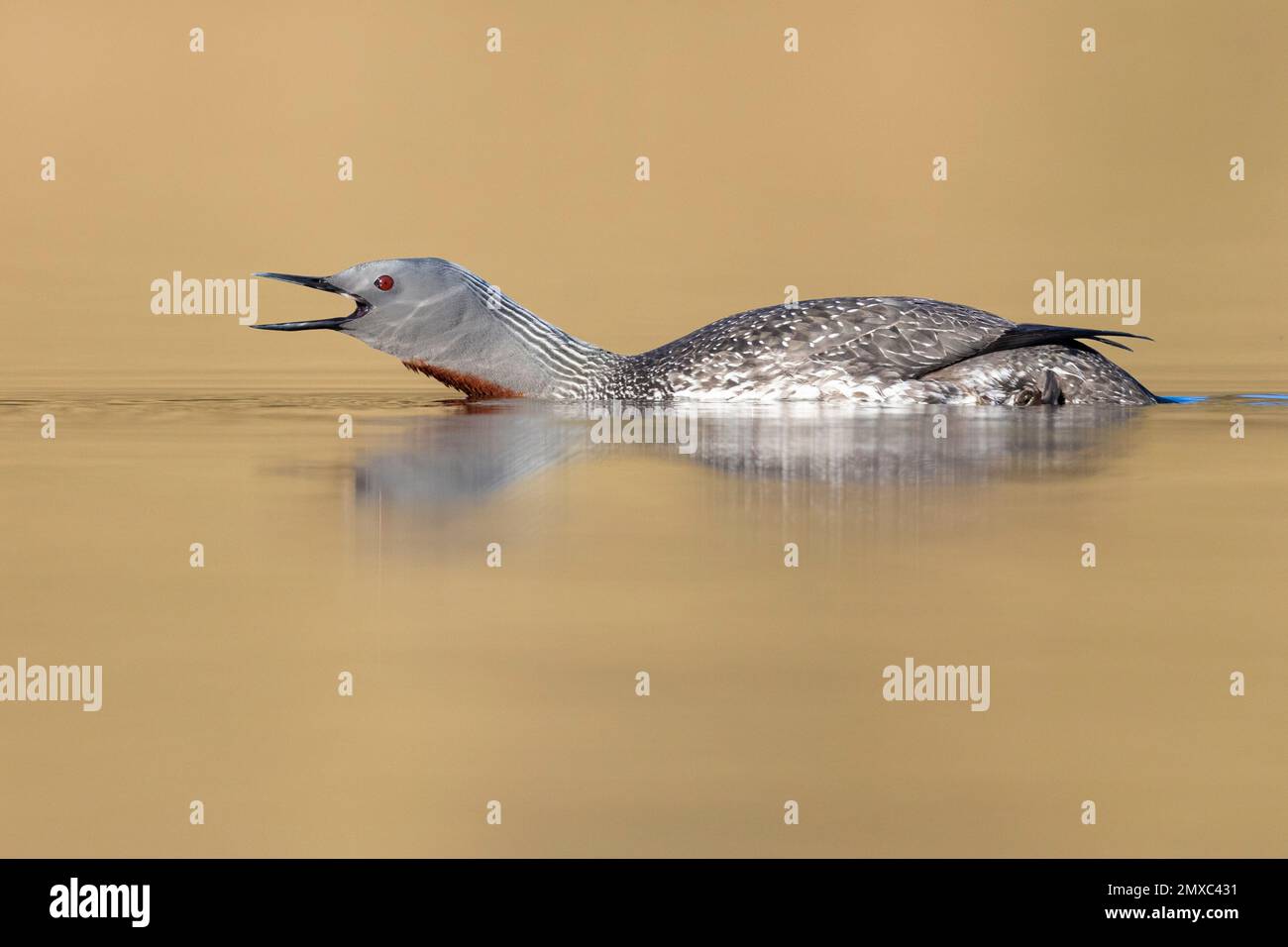Red-throated Loon (Gavia stellata), sideview of an adult in breeding plumage, Western Region, Iceland Stock Photo