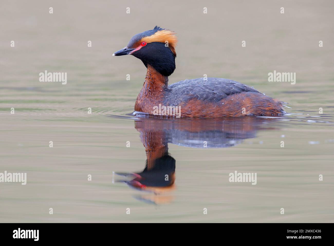 Horned Grebe (Podiceps auritus), side view of an adult in the water, Northwestern Region, Iceland Stock Photo