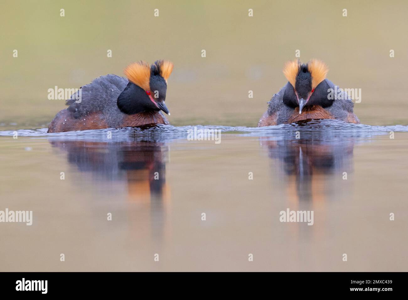 Horned Grebe (Podiceps auritus), two individuals swimming, Northwestern Region, Iceland Stock Photo