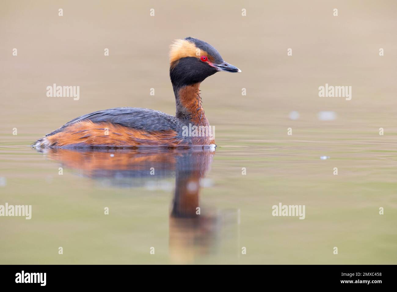 Horned Grebe (Podiceps auritus), side view of an adult in the water, Northwestern Region, Iceland Stock Photo