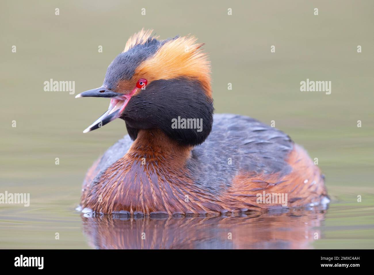 Horned Grebe (Podiceps auritus), front view of an adult calling, Northwestern Region, Iceland Stock Photo