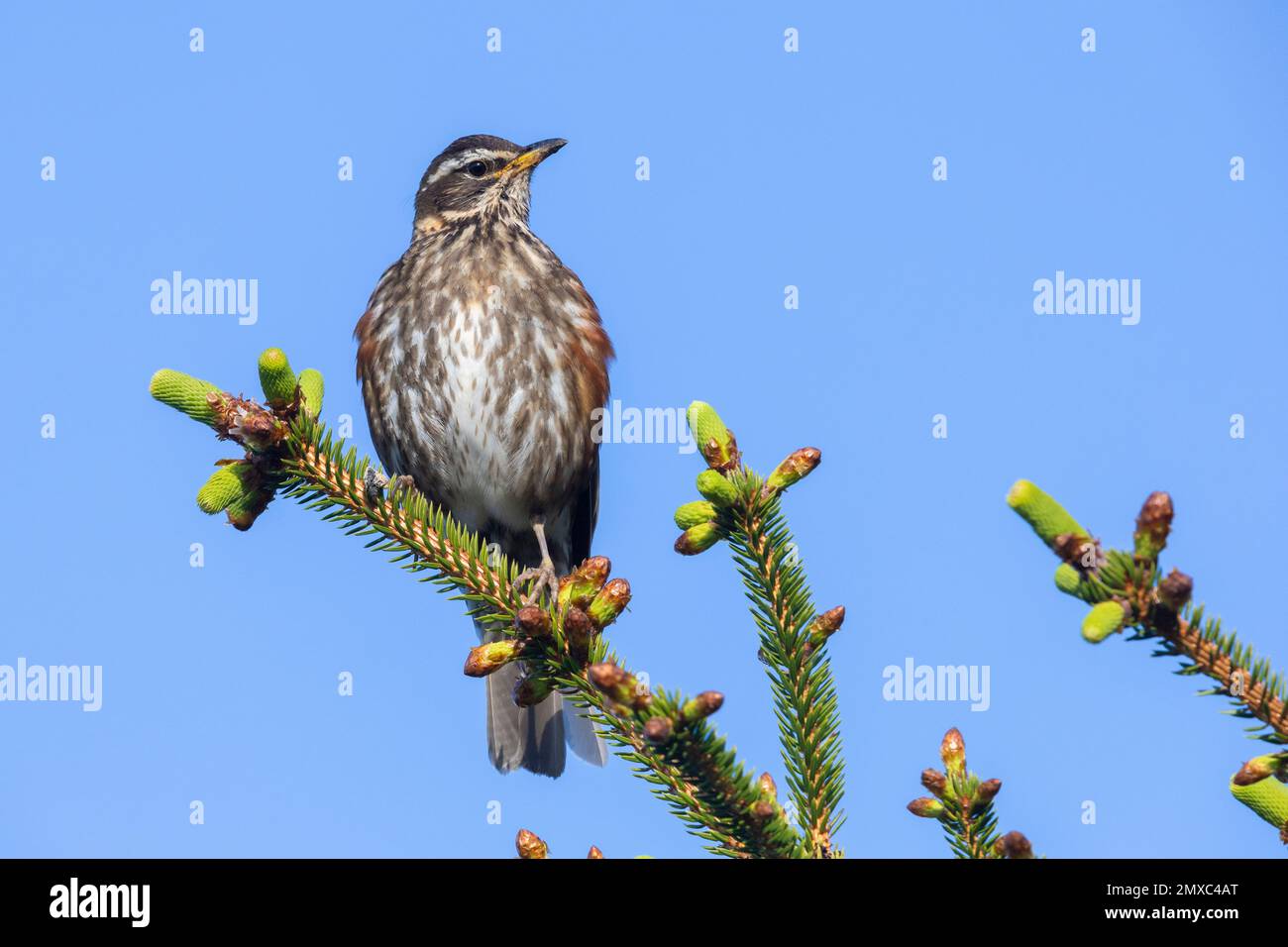 Redwing (Turdus iliacus), adult perched on a Spruce tree, Capital Region, Iceland Stock Photo