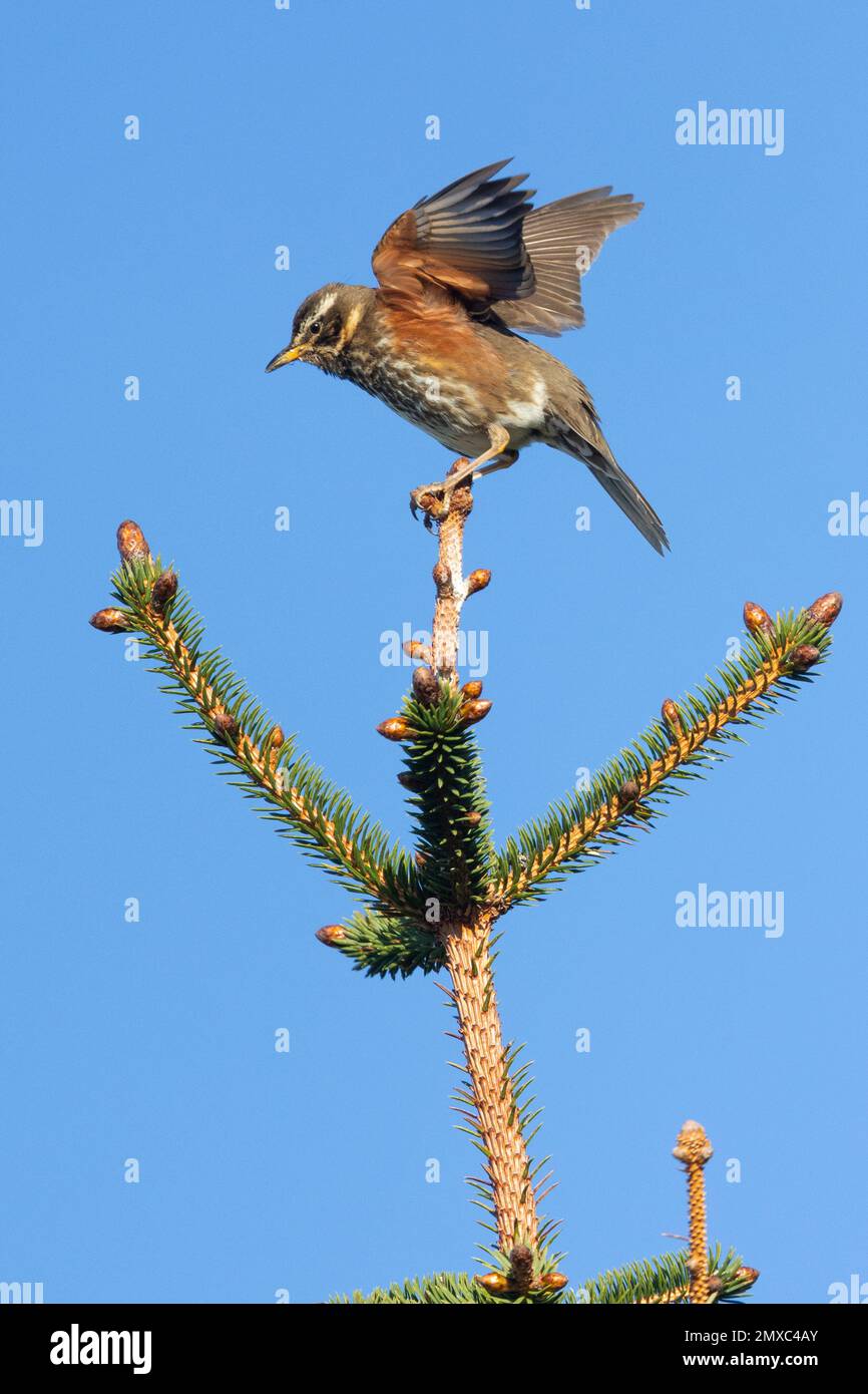 Redwing (Turdus iliacus), adult landed on a Spruce tree, Capital Region, Iceland Stock Photo