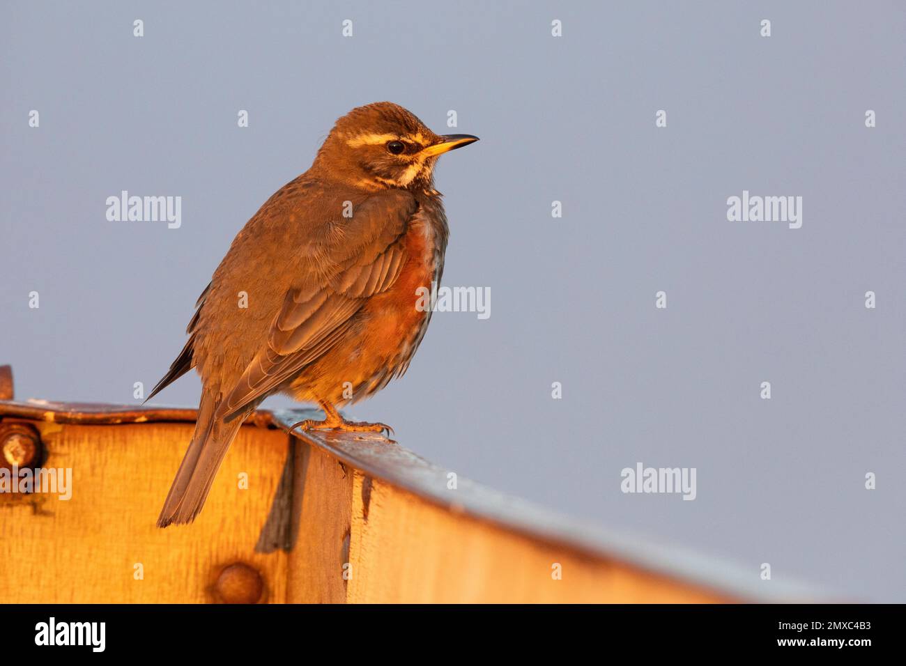 Redwing (Turdus iliacus), side view of an adult standing on a piece of iron, Northeastern Region, Iceland Stock Photo
