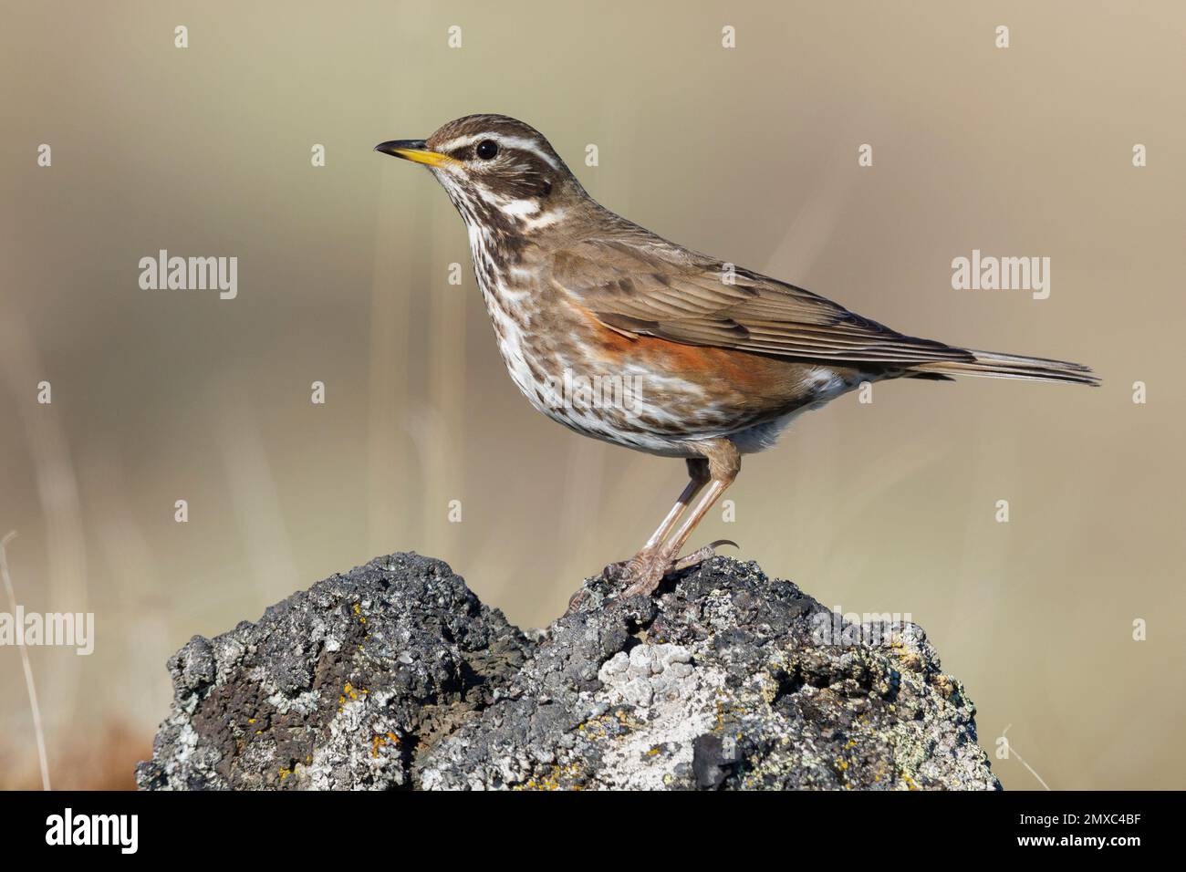 Redwing (Turdus iliacus), side view of an adult standing on a rock, Northeastern Region, Iceland Stock Photo
