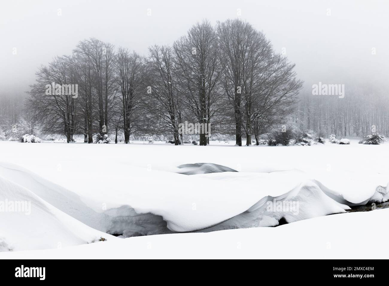 Snowy Landscape, winter landscape with trees and a creek, Campania, Italy Stock Photo