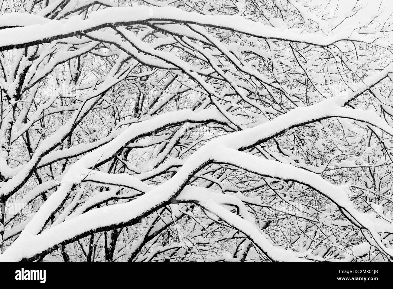 Snowy Landscape, pattern of branches covered in snow, Campania, Italy Stock Photo