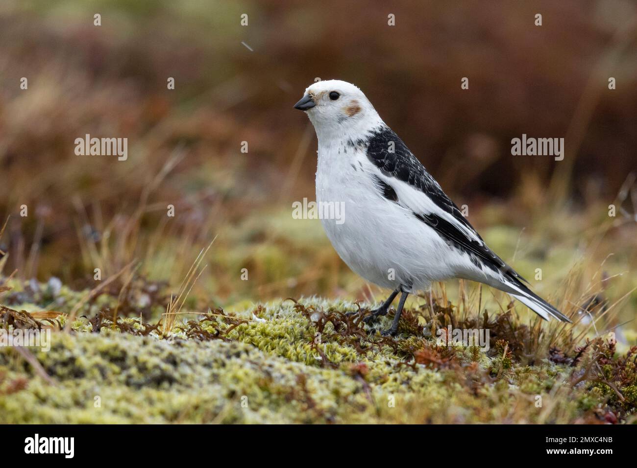 Snow Bunting (Plectrophenax nivalis insulae), side view of an adult male standing on some moss, Northeastern Region, Iceland Stock Photo