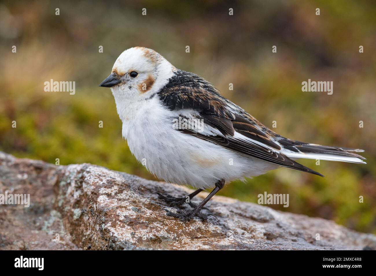 Snow Bunting (Plectrophenax nivalis insulae), side view of an adult male standing on a rock, Northeastern Region, Iceland Stock Photo