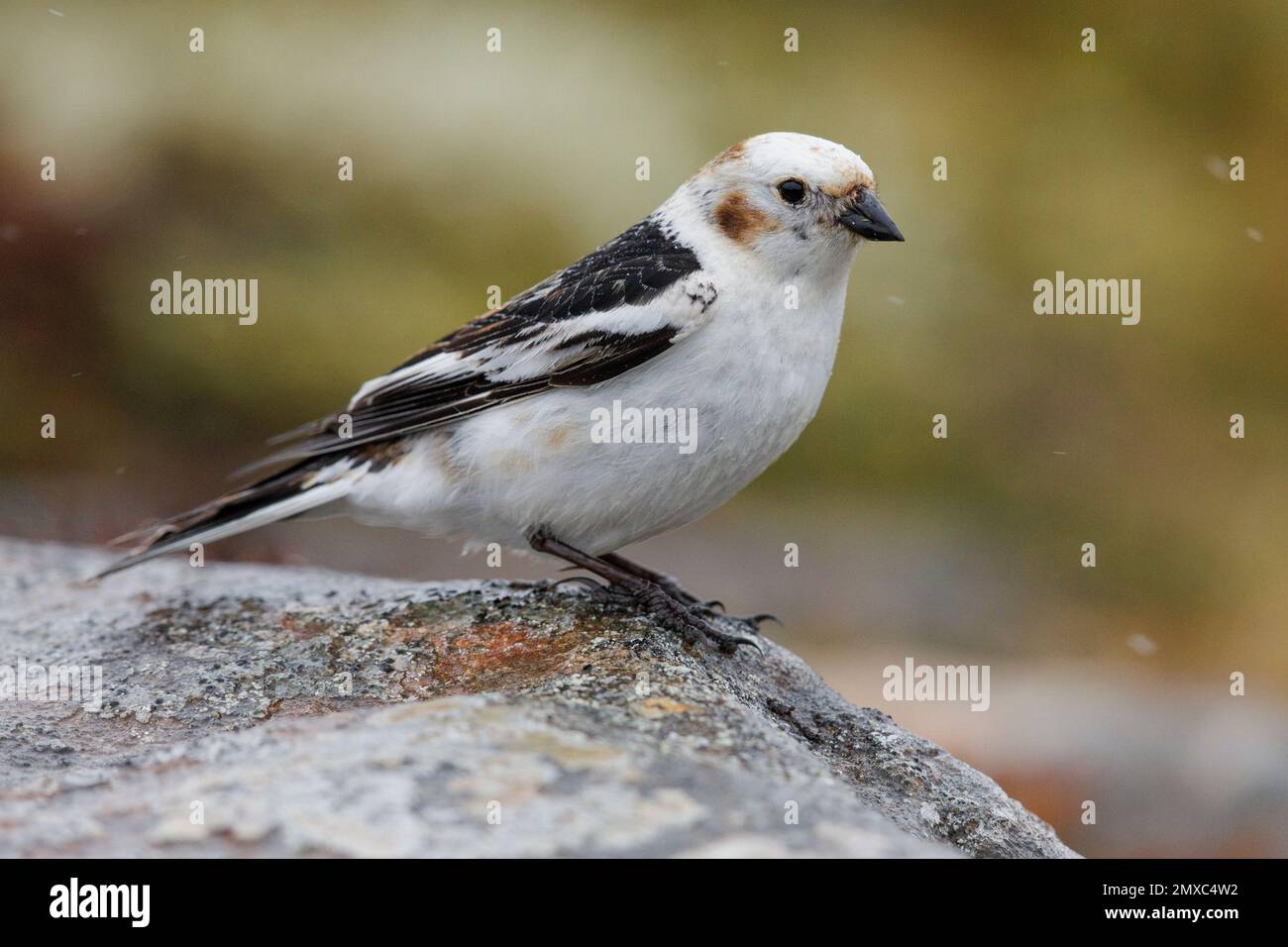 Snow Bunting (Plectrophenax nivalis insulae), side view of an adult male standing on a rock, Northeastern Region, Iceland Stock Photo