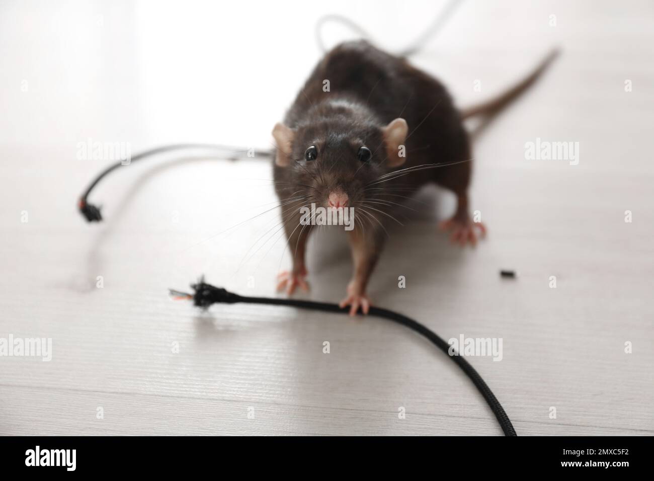 Rat near gnawed cable indoors. Pest control Stock Photo