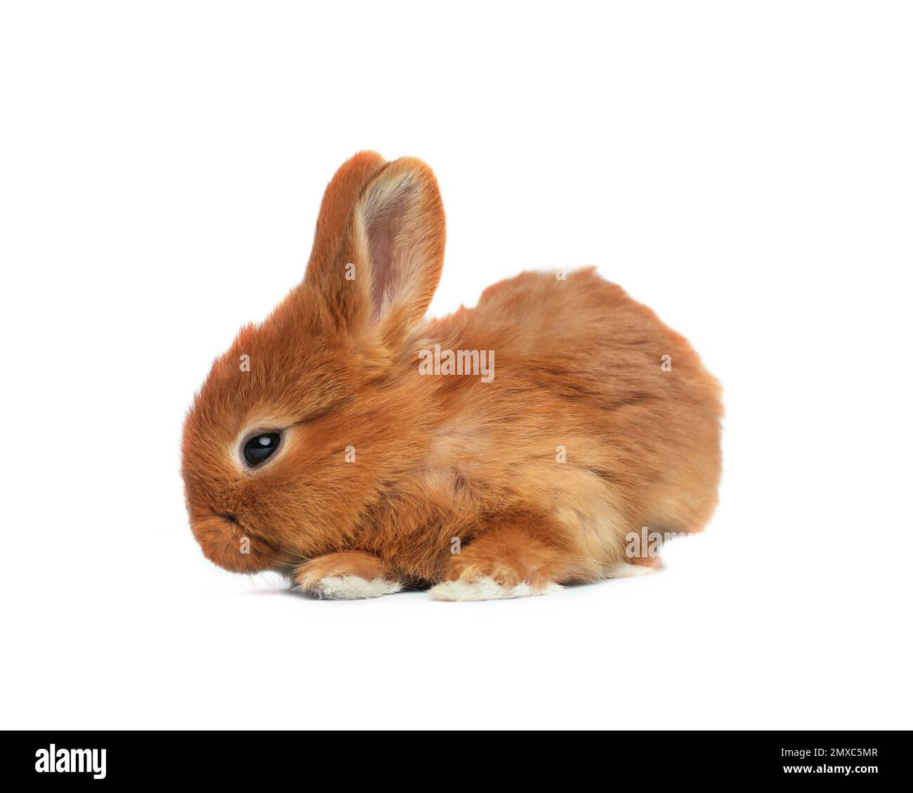Adorable fluffy Easter bunny on white background Stock Photo - Alamy