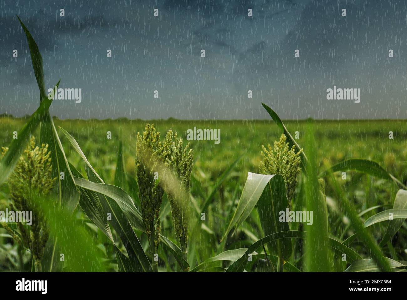 Heavy rain over green corn plants in field on grey day Stock Photo Alamy
