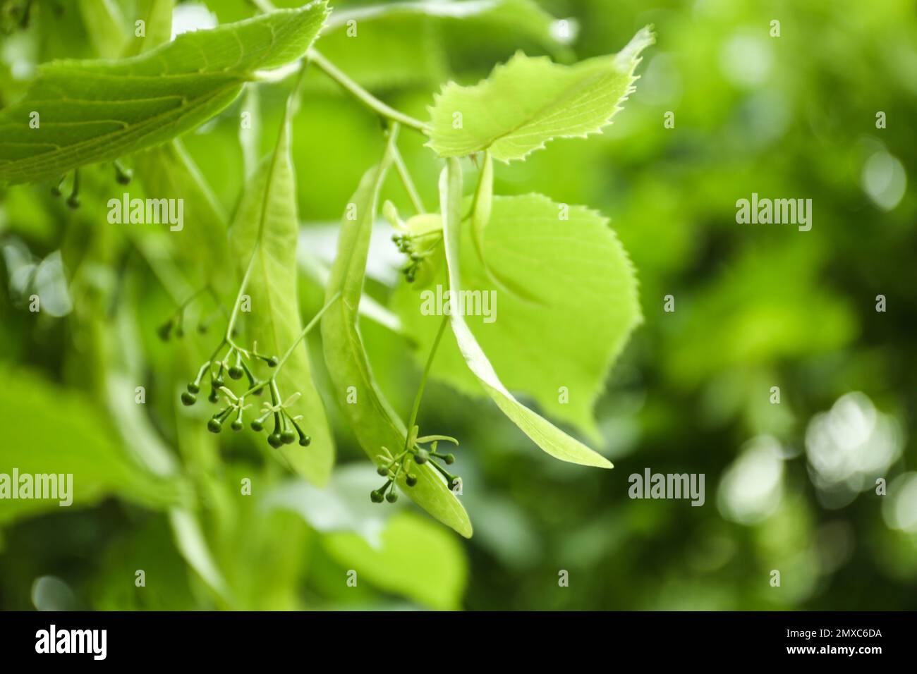 Young linden tree with fresh leaves and green buds outdoors on spring day, closeup Stock Photo