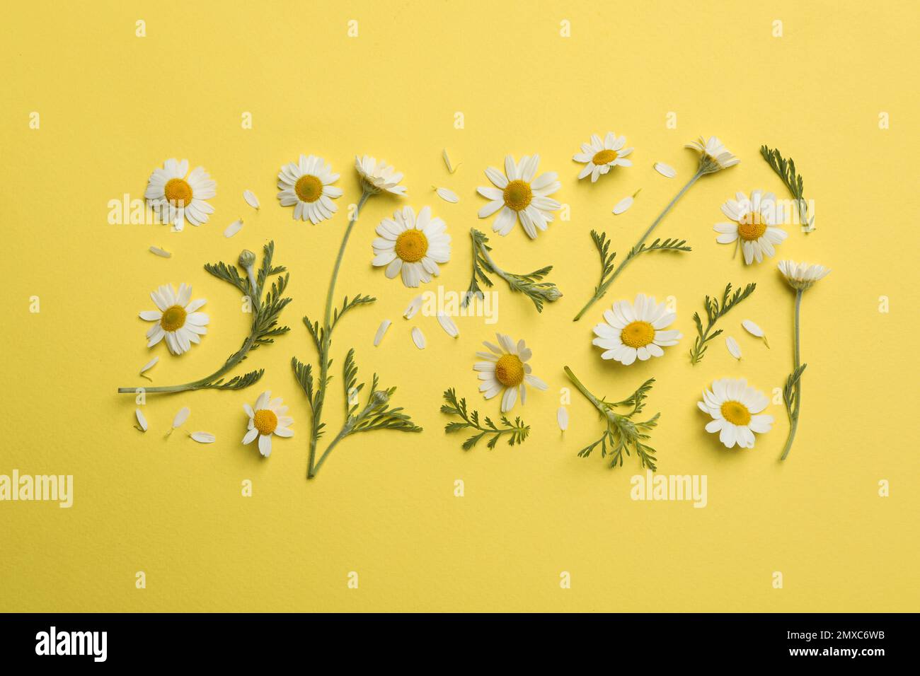 Flat lay composition with fresh chamomiles on yellow background Stock Photo