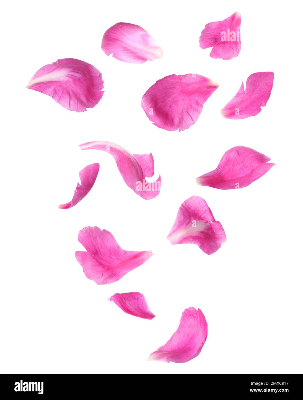 Set of flying fresh peony petals on white background Stock Photo - Alamy