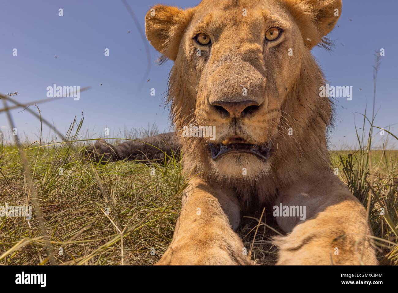 An adult lion joining in the fun. Kenya: THE MOMENT this curious cub discovered a hidden camera has been captured. Images show how the curious cub inv Stock Photo