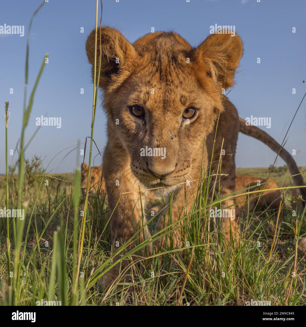 Posing for the camera. Kenya: THE MOMENT this curious cub discovered a hidden camera has been captured. Images show how the curious cub investigating Stock Photo