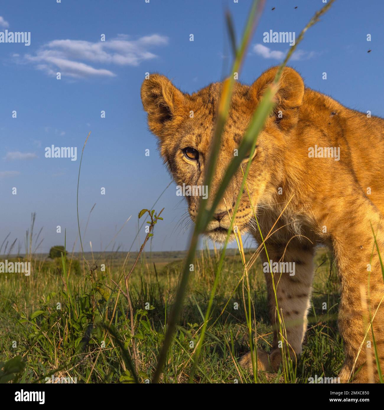 Stalking the strange object. Kenya: THE MOMENT this curious cub discovered a hidden camera has been captured. Images show how the curious cub investig Stock Photo