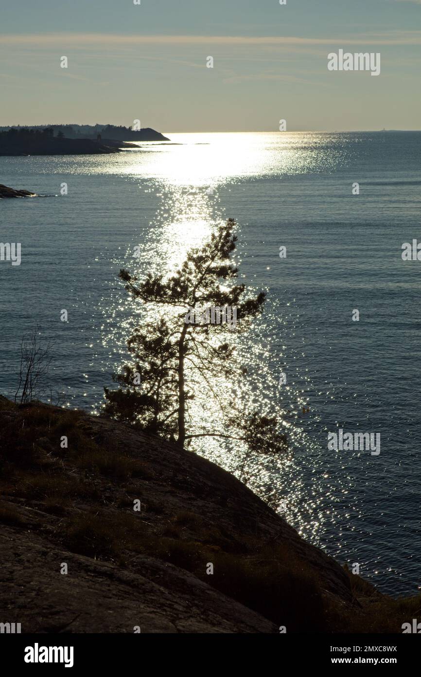 Silhouette view of a tree against sea in autumn, Porkkala, Kirkkonummi, Finland. Stock Photo