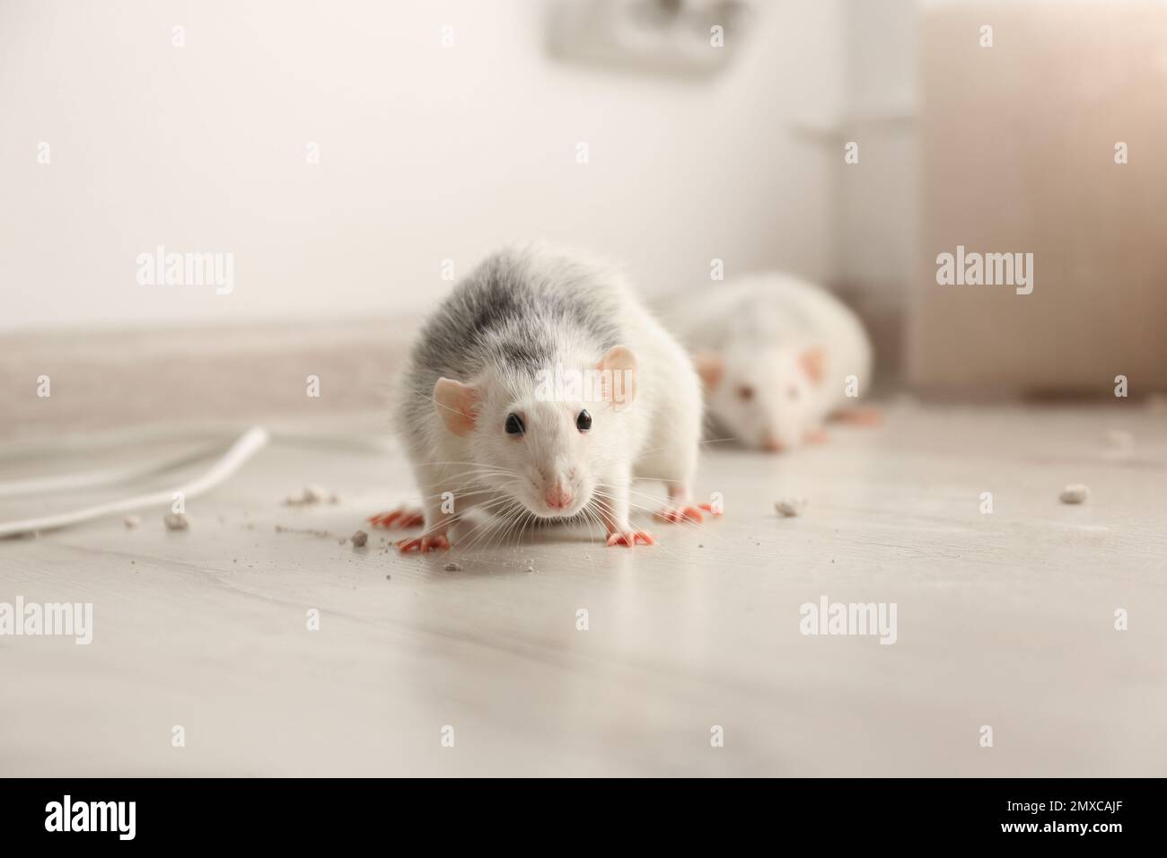 White rats on floor indoors. Pest control Stock Photo Alamy