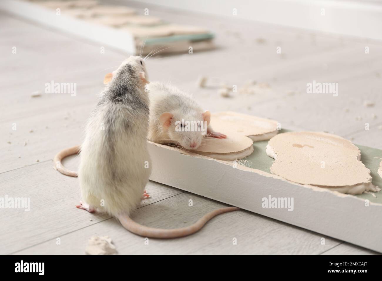 White rats gnawing baseboard indoors. Pest control Stock Photo - Alamy