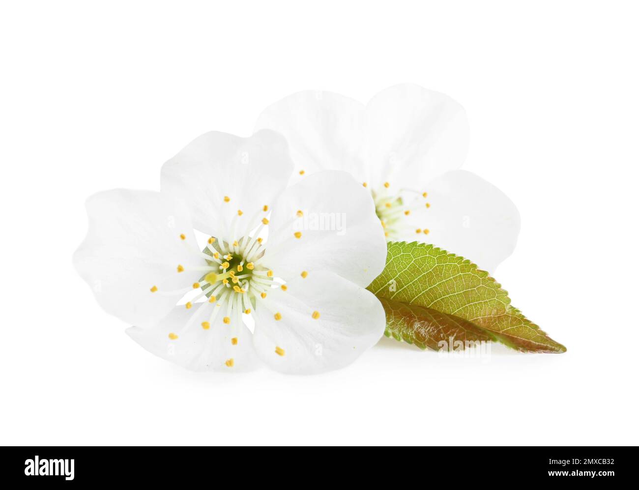 Beautiful tree blossom isolated on white. Spring season Stock Photo