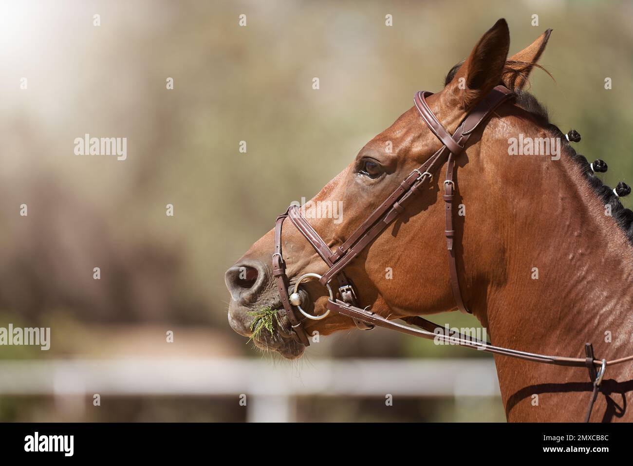 Grass chewing horse hires stock photography and images Alamy