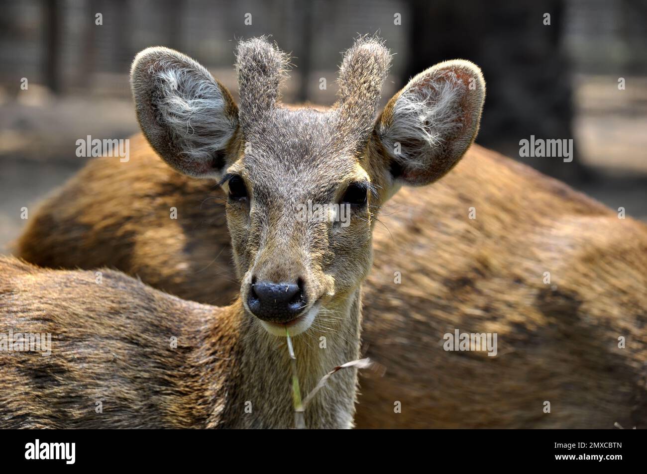 Photo inspiration: The Fawn Is Eating Grass Stock Photo Photo Inspiration