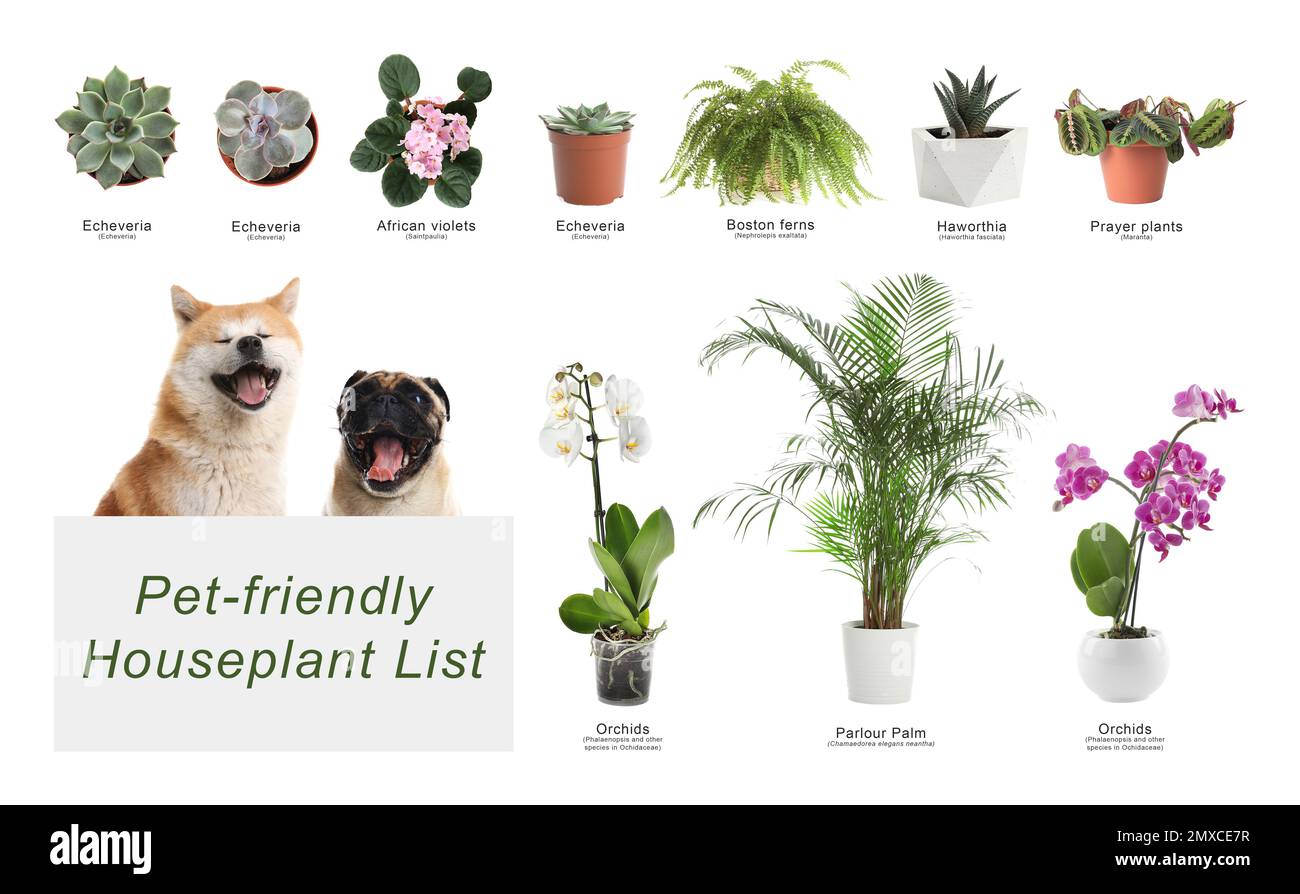 List of petfriendly houseplants on white background Stock Photo Alamy