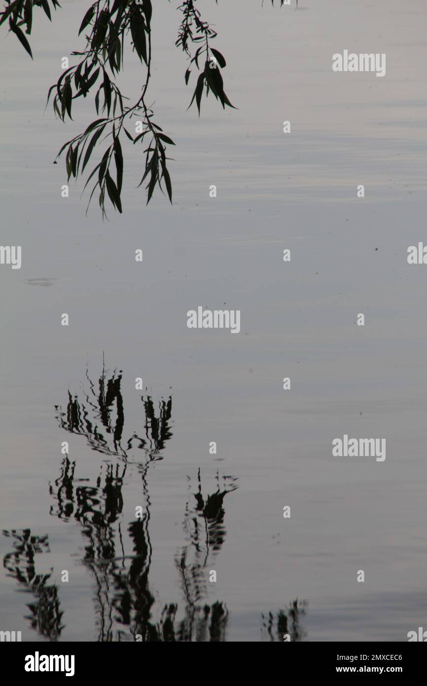 Reflection Tree Hanging A hanging tree branch reflection on the water Stock Photo - Alamy