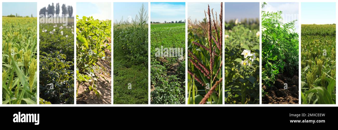 Collage with photos of fields on sunny day, banner design. Agriculture ...