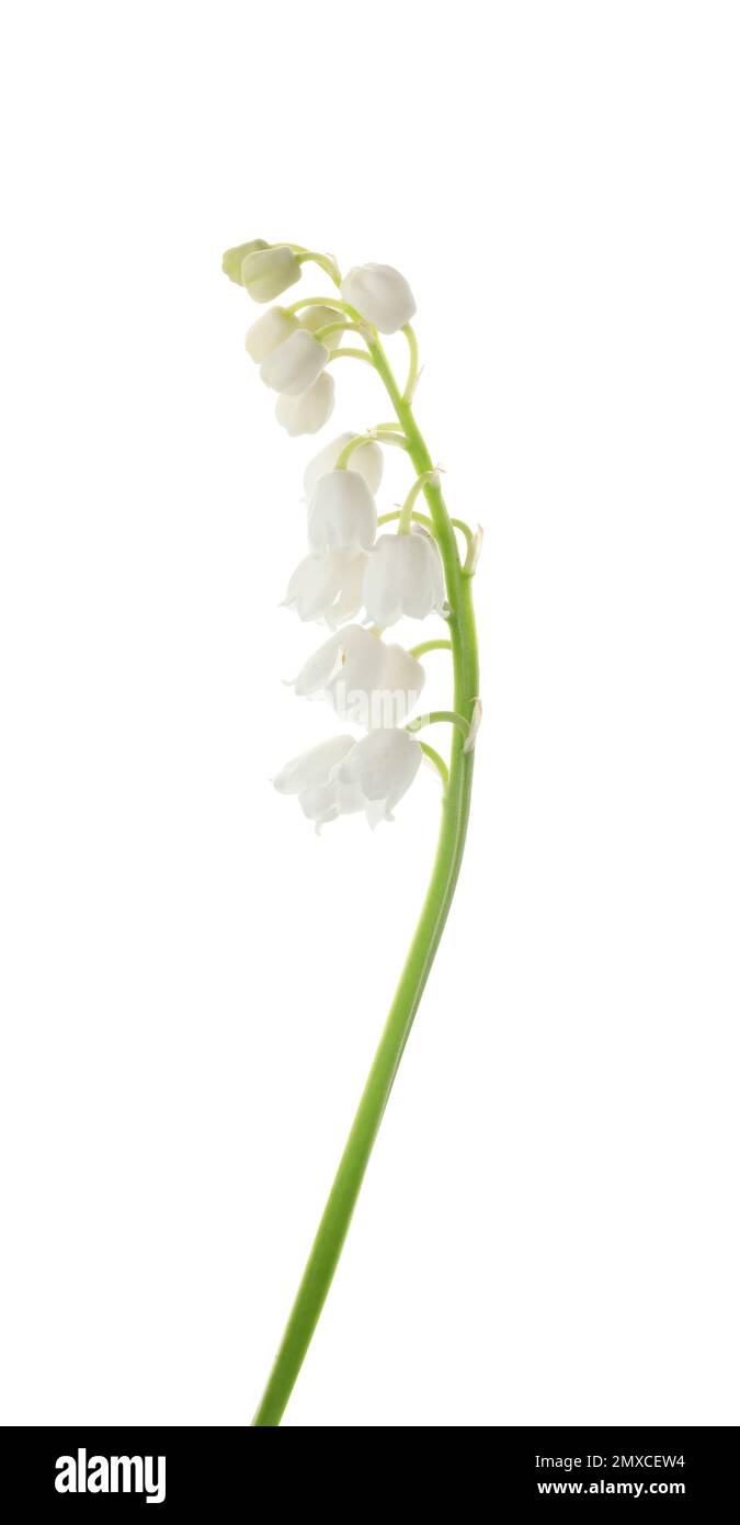 Beautiful lily of the valley isolated on white Stock Photo - Alamy