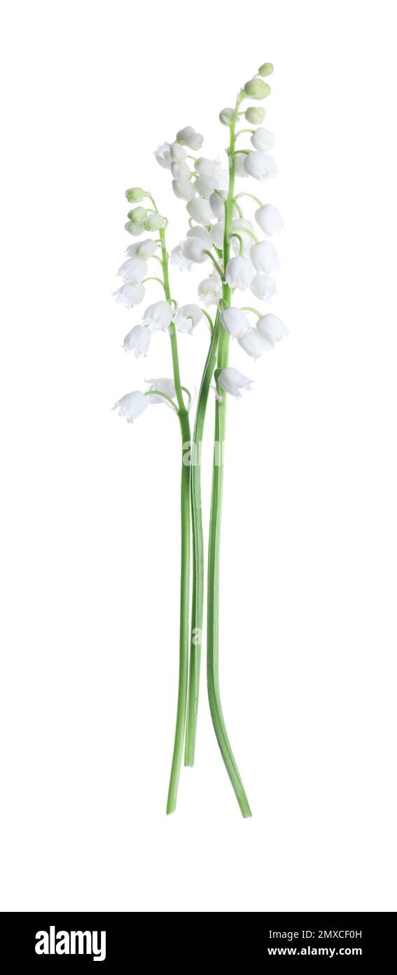 Beautiful lily of the valley flowers isolated on white Stock Photo - Alamy