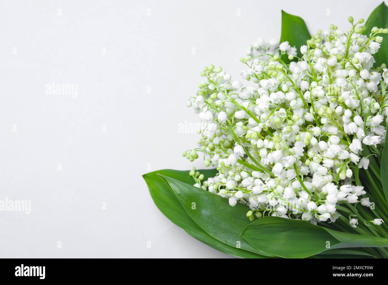 Beautiful lily of the valley flowers on light grey background. Space ...