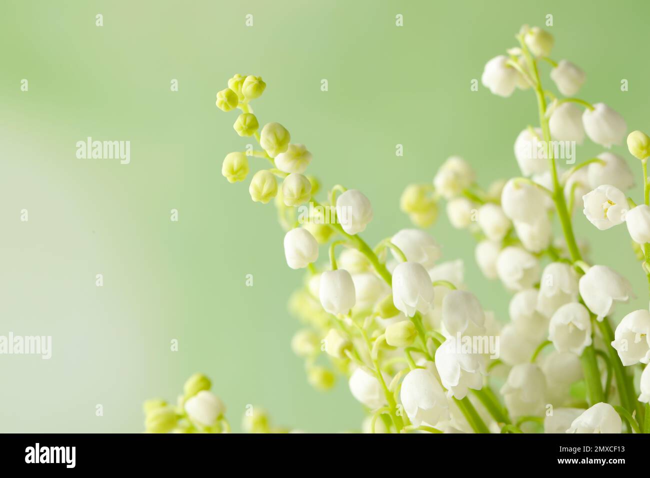 Beautiful lily of the valley flowers on green background, closeup Stock ...