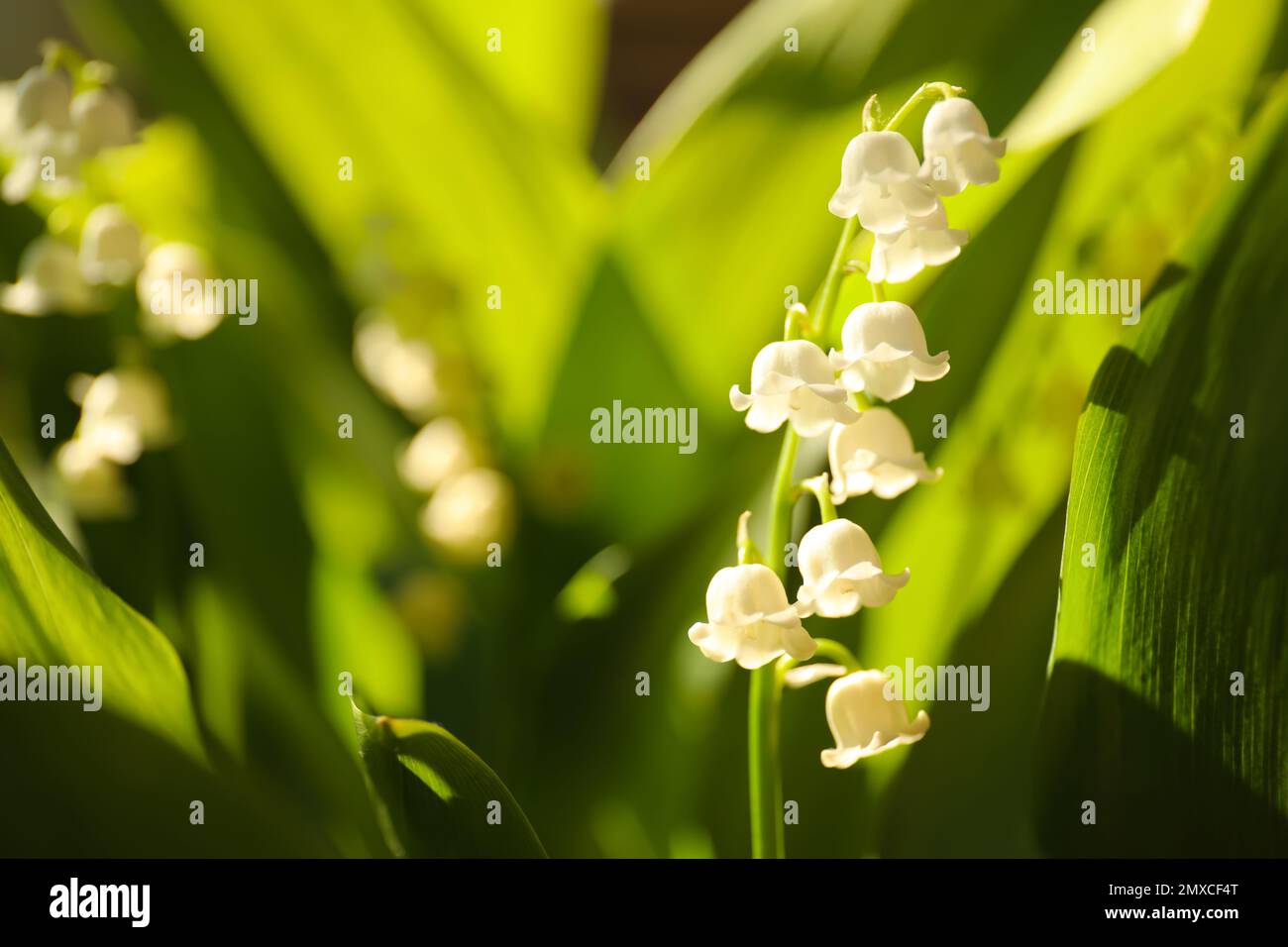Beautiful lily of the valley in spring garden, closeup Stock Photo - Alamy