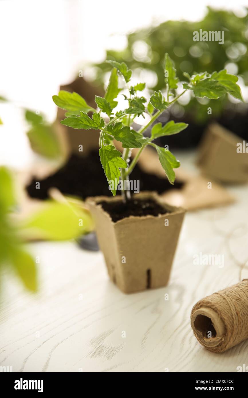 Green tomato seedling in peat pot on white wooden table Stock Photo - Alamy