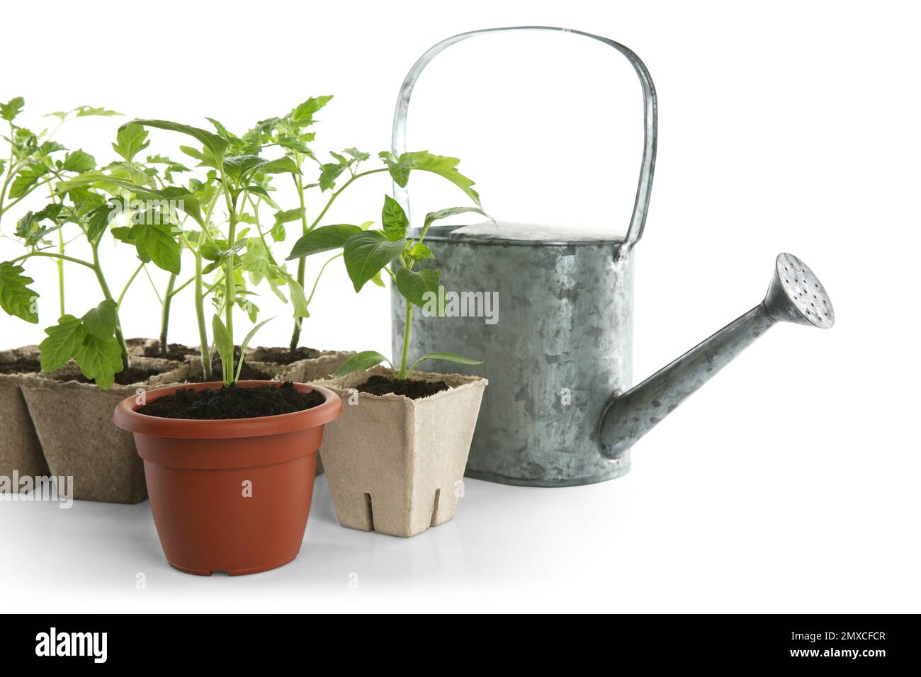 Different seedlings and watering can isolated on white Stock Photo Alamy