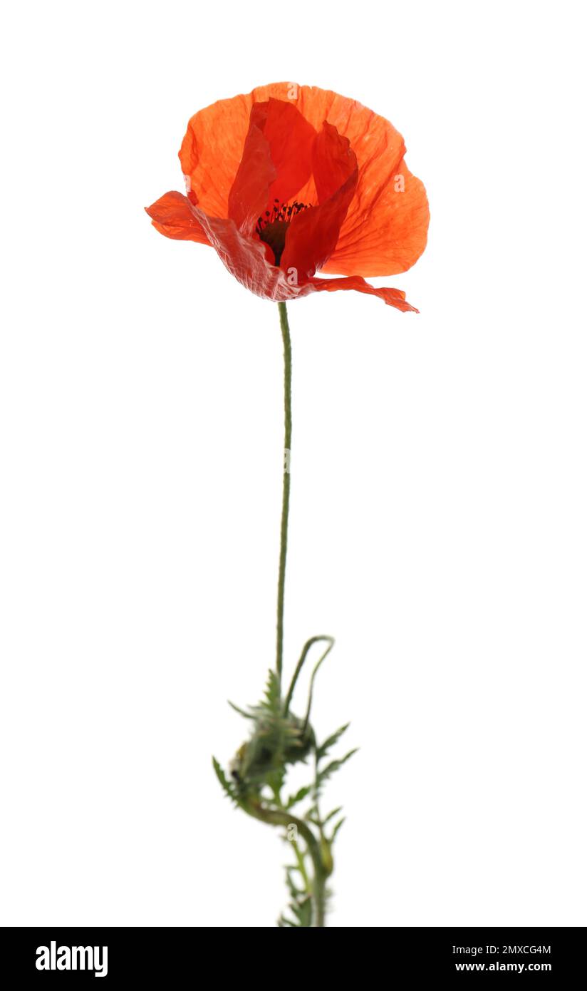 Beautiful red poppy flower isolated on white Stock Photo - Alamy